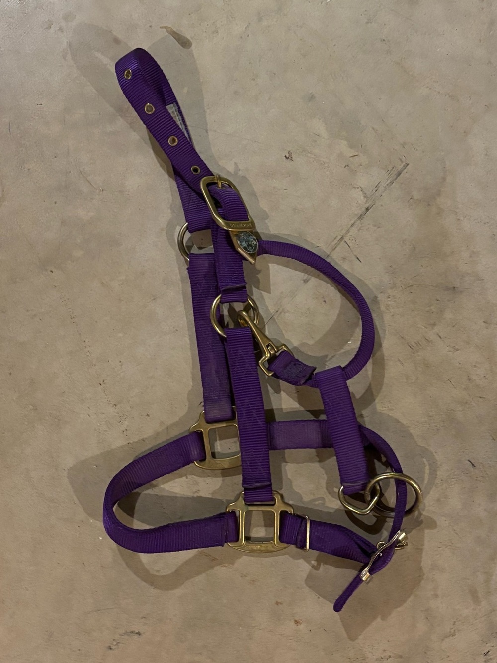 Hamilton Small Horse Halter - Purple